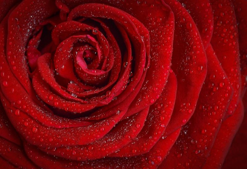 水滴が光る赤いバラ